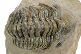 Curled Reedops Trilobite - Atchana, Morocco #359495-1